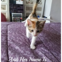 Finding Joy in Naming A Kitten