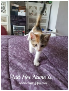 Naming A Kitten