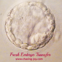 Baby Making Update: Fresh Embryo Transfer