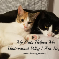 My Cats Helped Me Understand Why I Am Single